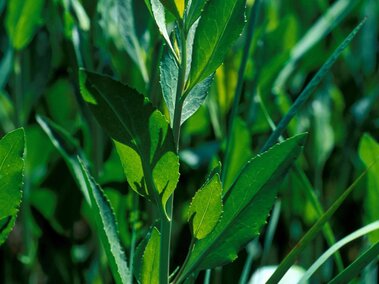 Green leafy perennial pepperweed with narrow stems in a dense grassy setting.