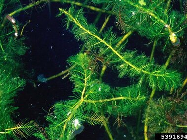 A closeup of Eurasian watermilfoil plants floating in water with light green stems and bright green leaves.