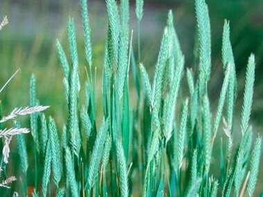 A closeup of crested wheatgrass