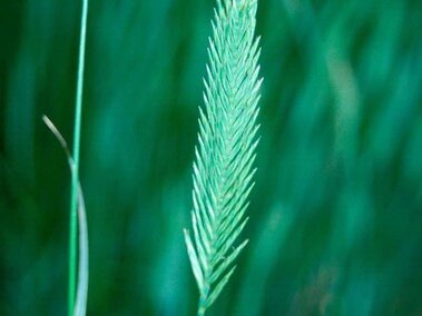 A closeup of the seedhead of crested wheatgrass
