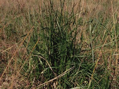 Tall fescue growing in a dry grassy field under a clear blue sky.
