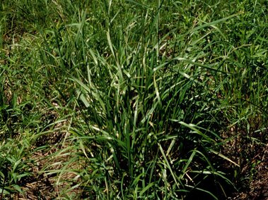 Tall fescue growing in a natural field setting.