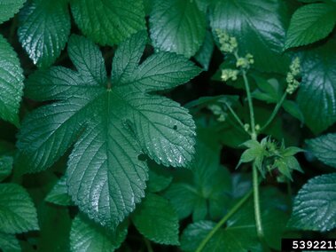 Large green serrated leaves and small flower clusters against a lush green background.