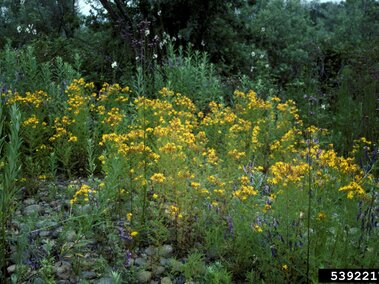 A garden with dense St. John's wort and scattered purple blooms surrounded by green vegetation.