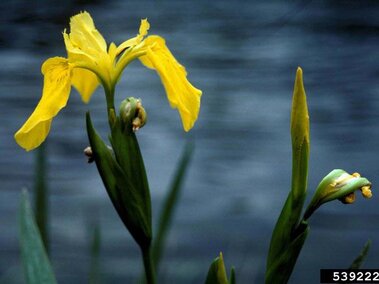 Yellow iris with green leaves against a blurred water background.