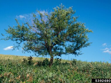 A Siberian elm in a grassy field under a bright blue sky with a few scattered clouds.