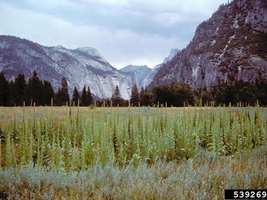 A field of common mullein plants with mountains in the background