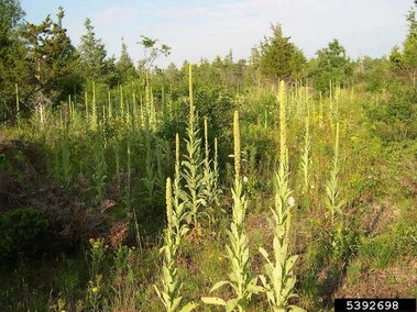 An infestation of common mullein plants in an open area of woodlands