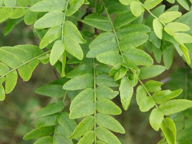Green compound leaves with small, oblong leaflets in a natural outdoor setting.