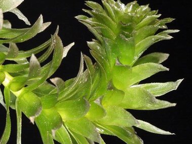 A closeup of a Brazilian waterweed inflorescence