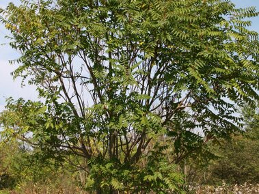 Tree of heaven standing in a grassy, open area under a blue sky.