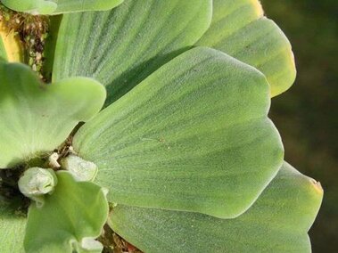 A closeup of the foliage on a water lettuce plant.