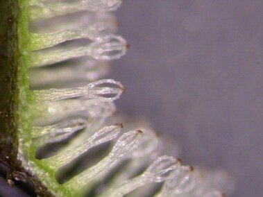 A closeup of a giant salvinia plant