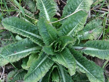 A closeup of a cutleaf teasel rosette