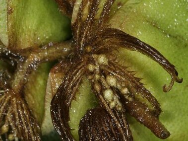 A closeup of a giant salvinia plant