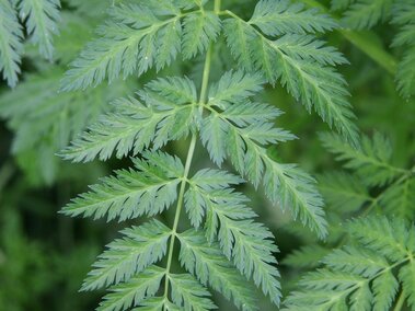 Green fern-like leaves with pointed tips and delicate patterns, surrounded by dense foliage.