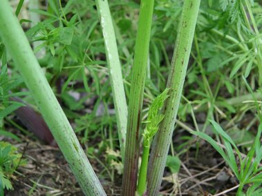 Poison hemlock stems with reddish bases.