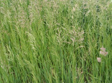 Tall smooth brome with seed heads in a field under a light blue sky.