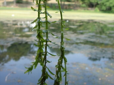 A hand holding a cluster of Brazilian waterweed plants out of water