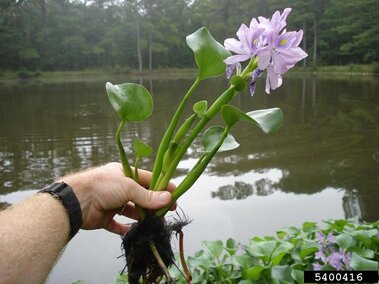 An individual holding a flowering water hyacinth plant pulled out of an infested waterbody.