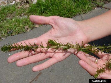 An individual holding a hydrilla plant with both hands.