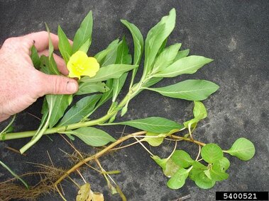 An individual holding a blooming water primrose plant next to a stem with roots and foliage attached.