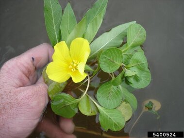 An individual holding a creeping water primrose plant in water.