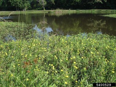 An infestation of creeping water primrose on a body of water.