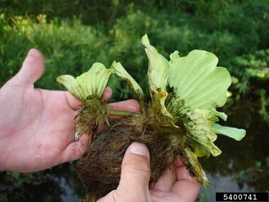 An individual holding two lettuce lettuce plants with roots exposed.