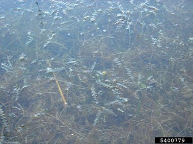 An infestation of curly-leaf pondweed submerged near the water's surface.