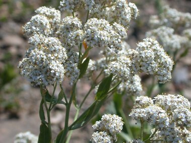 Perennial pepperweed with small, clustered blossoms and green stems in a rocky outdoor setting.