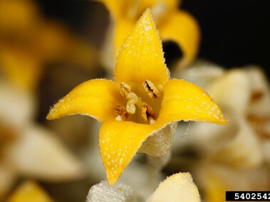 Bright yellow star-shaped Russian olive flower with textured petals and central stamens.