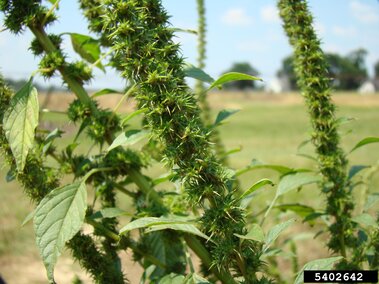 Green weed with spiky seed clusters in a grassy field under a blue sky.
