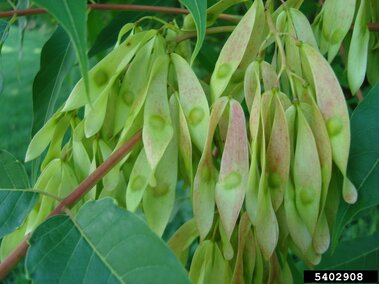 Green seed pods hanging from a tree branch with green leaves.