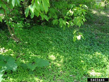 Dense garlic mustard covering a forest floor. 