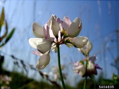 A closeup of the profile of crownvetch flowers