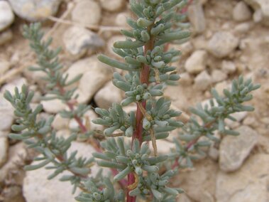 Saltlover plant with small, clustered leaves growing among rocks in dry soil.