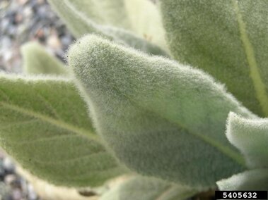 A closeup of fuzzy, pale green common mullein leaves