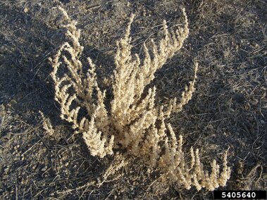 Mature saltlover on arid, rocky soil.