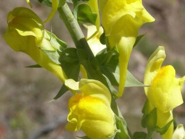 A closeup of the yellow bearded flowers on a dalmatian toadflax plant