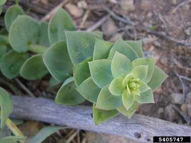 A closeup of the pale green leaves on a dalmatian toadflax plant