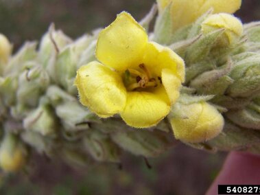 A closeup of a yellow 5-petaled common mullein flower