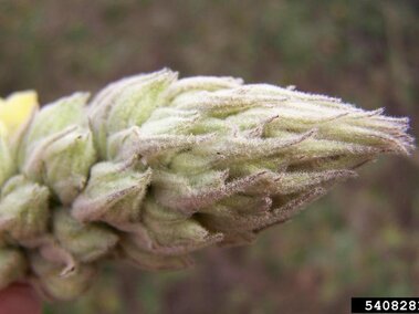 The seedhead of a common mullein plant