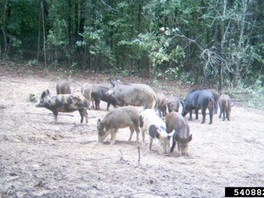 Wild pigs grazing on dirt near a forested area.