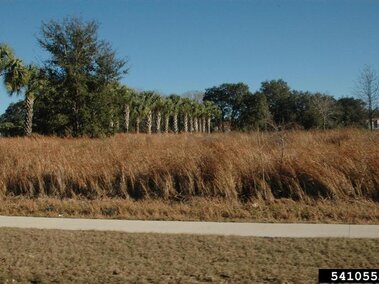 A field of dormant cogongrass next to a paved trail