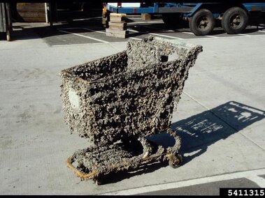 A shopping cart completely covered with zebra mussels that has been pulled out of an infested waterbody