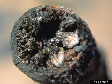 A closeup of a pipe clogged with zebra mussels