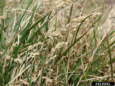 Dry grass with green blades and seed heads in a natural setting.