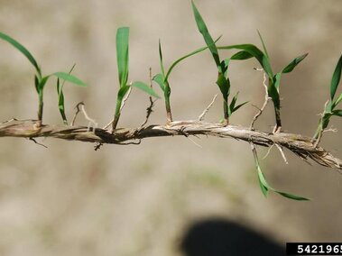 A closeup of cogongrass plants sprouting from each node along a rhizhome that was sprouting along the edge of a plowed fire line