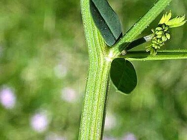 A closeup of the ridged stem of a crowvetch plant and its compound rounded leaves